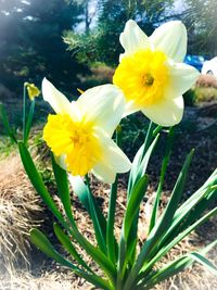 Close-up of daffodil