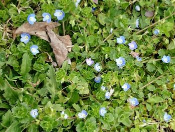 Plant growing on field