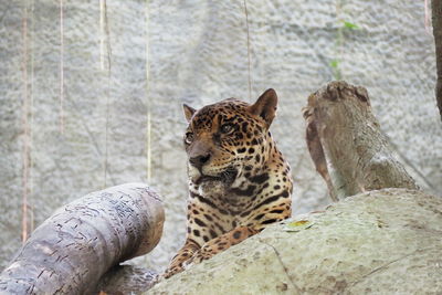 Close-up of a cat on rock