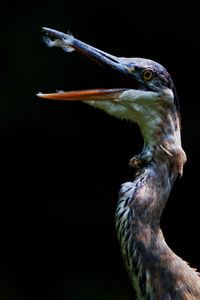 Close-up side view of a bird