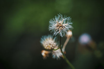 Close-up of dandelion against blurred background