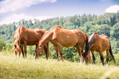 Horses grazing in a field