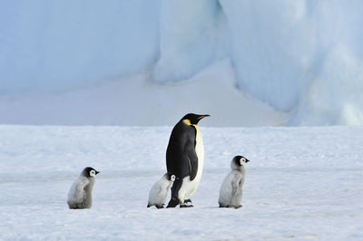 View of two birds on snow