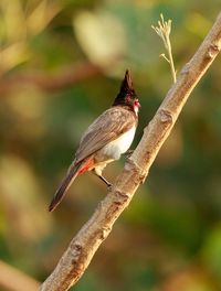 Close-up of bird perching on branch