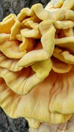 Close-up of yellow flower