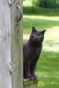 Portrait of cat sitting on grass