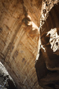 Close-up of tree trunk