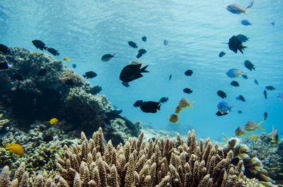 Flock of fish swimming in sea
