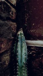 Close-up of insect on wall