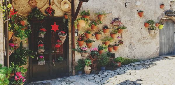 Potted plants on wall of building