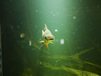 Close-up of fish swimming in aquarium