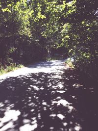 Road passing through forest