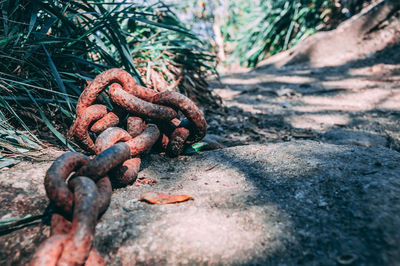 Close-up of rusty chain