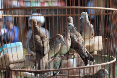 Close-up of pigeons in cage