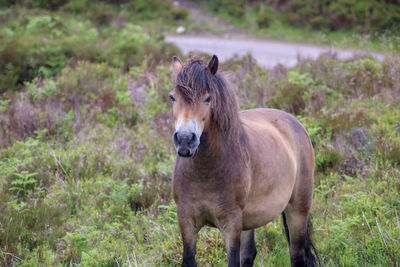 Horse standing in a field