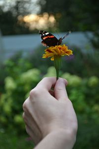 Cropped image of butterfly holding flower