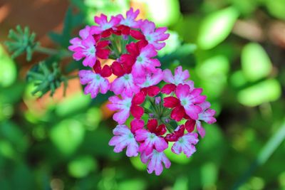 Close-up of pink flowers