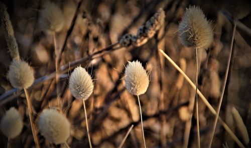 Close-up of wilted plant on field