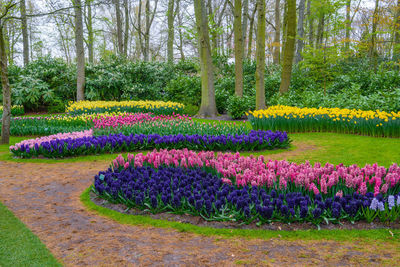 View of flowering plants in park