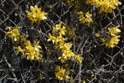 Close-up of yellow flowering plants on field