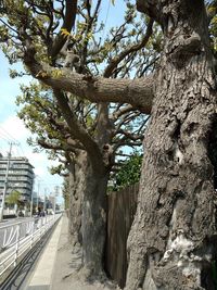 Trees by road in city against sky