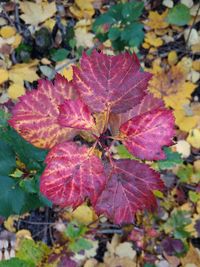 High angle view of maple leaves on tree