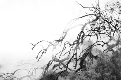 Bare tree on field against sky