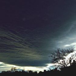 Low angle view of trees against sky