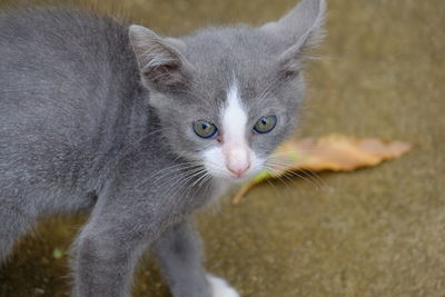 Close-up portrait of a kitten