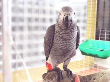 Close-up of parrot perching on branch