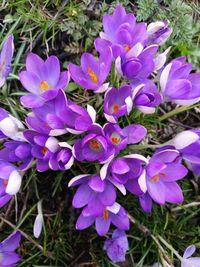 Close-up of purple flowers