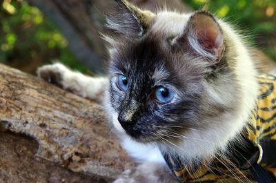 Close-up of cat, powder puff playing tiger