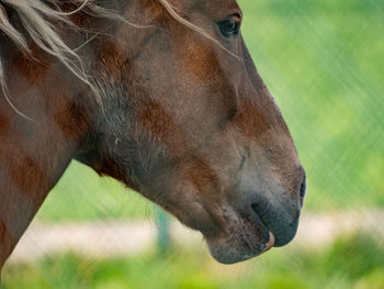 Close-up of horse