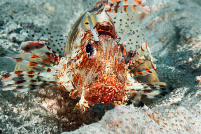 Close-up of fish swimming in sea