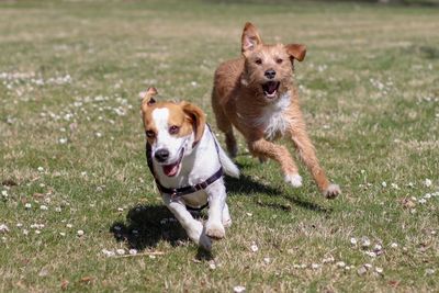 Dog running in a field