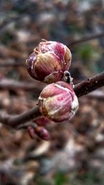 Close-up of plant against blurred background