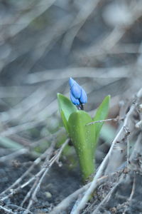 Close-up of purple flowering plant