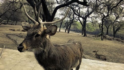 Deer on field at zoo