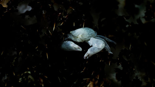 Close-up of crab in the sea