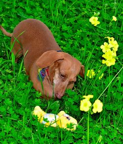 Plant growing on grassy field