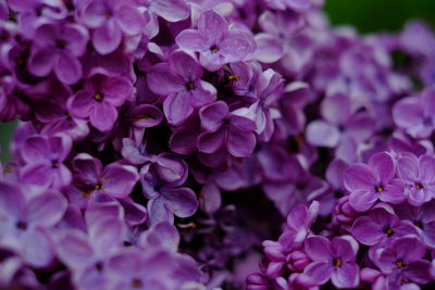 Close-up of pink flowering plants