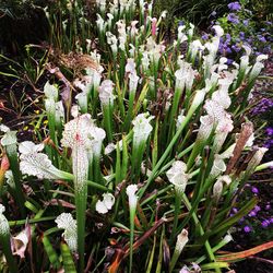 Close-up of flowers growing outdoors