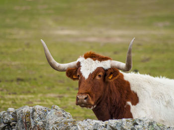 Close-up of cow