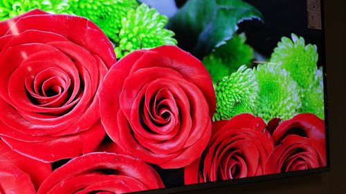 Close-up of red roses