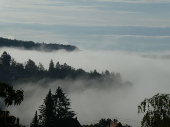 Panoramic view of forest against sky