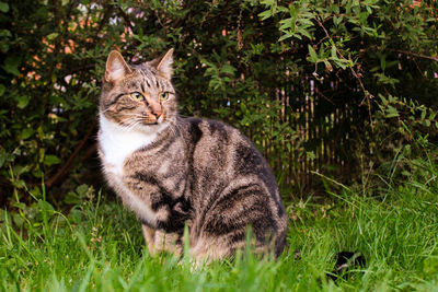 Portrait of a cat sitting on field