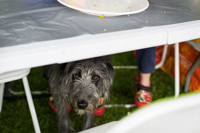 Portrait of dog under dining table