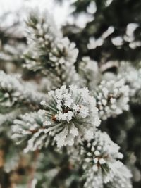 Close-up of snow on plant