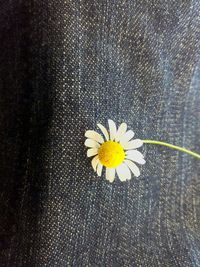 Close-up of daisy flowers