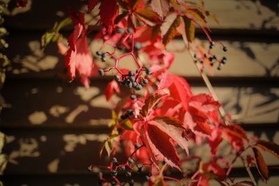 Close-up of red flowering plant during autumn